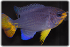 Orangetail Blue Damselfish